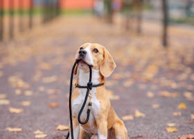 A beagle sits on an autumn park path holding its leash, surrounded by fallen leaves.