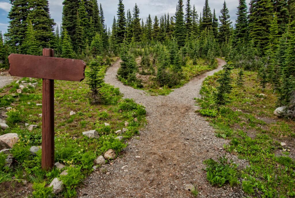 Explore a forked trail in Manning Park, BC amidst lush greenery and conifer trees. Perfect for nature walks.