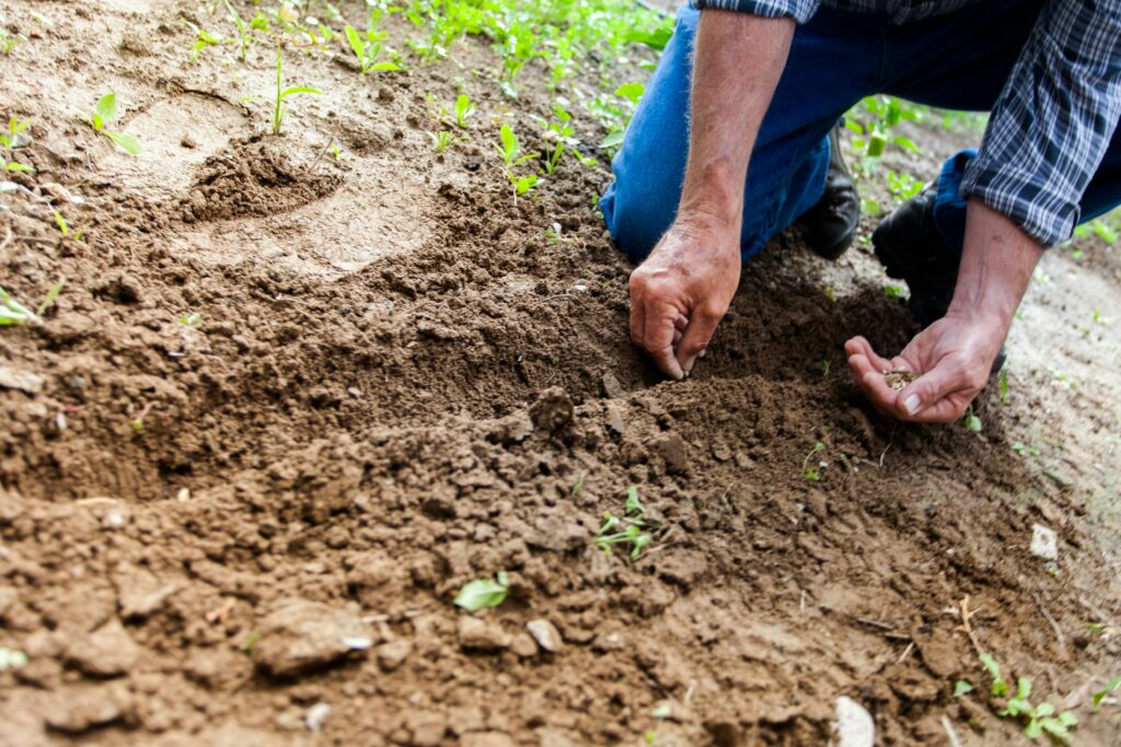 Close-up of a person planting seeds in soil, emphasizing gardening and cultivation.