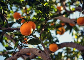 Orange tree basking in the Santa Barbara sunlight with fresh, ripe oranges and lush green leaves.